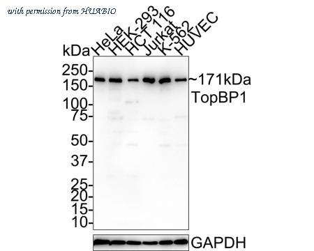 HUABIO HA750690 image 1