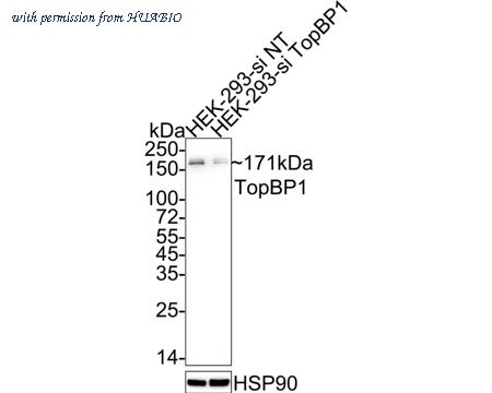HUABIO HA750690 image 2