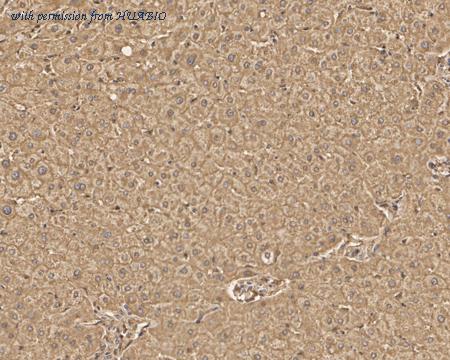 HUABIO HA750704 image 2