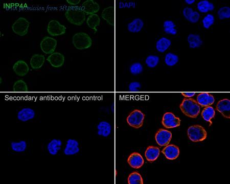 HUABIO HA750705 image 2