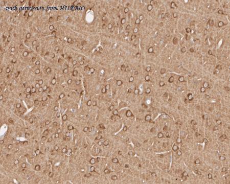 HUABIO HA750705 image 3