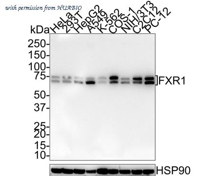 HUABIO HA750713 image 1