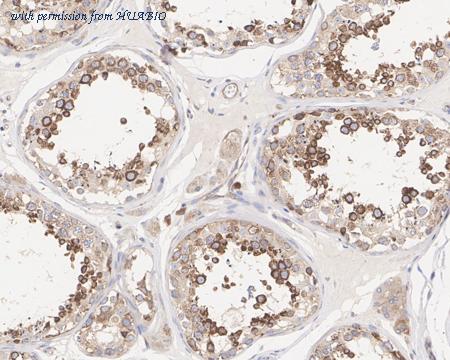 HUABIO HA750713 image 2