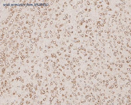 HUABIO HA750713 image 3