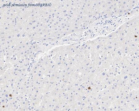 HUABIO HA750715 image 2