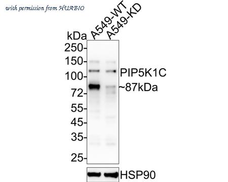 HUABIO HA750720 image 2