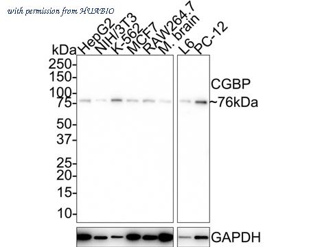 HUABIO HA750730 image 1