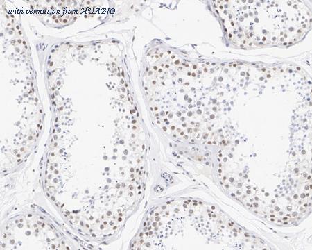 HUABIO HA750730 image 3