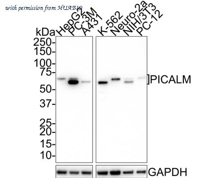 HUABIO HA750739 image 1