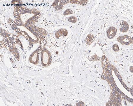 HUABIO HA750739 image 2