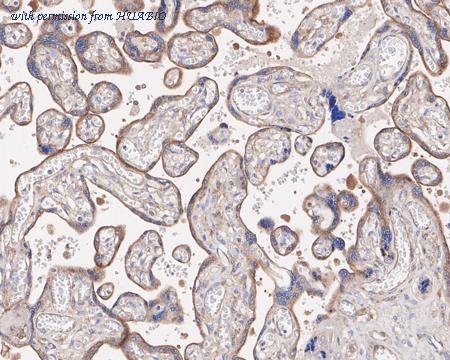 HUABIO HA750739 image 3