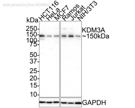 HUABIO HA750751 image 1