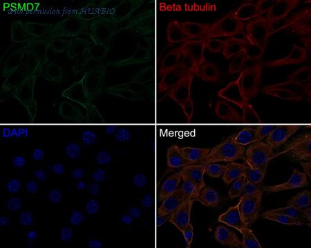 HUABIO HA750757 image 2