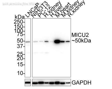 HUABIO HA750758 image 1