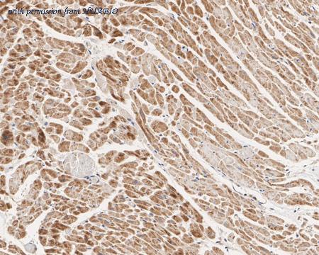 HUABIO HA750758 image 2