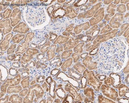 HUABIO HA750758 image 3