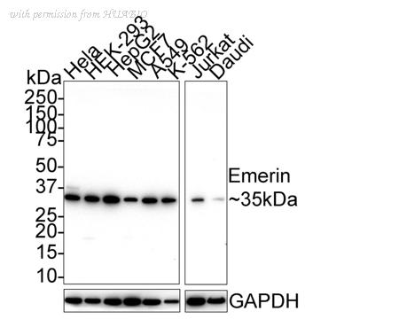 HUABIO HA750759 image 1