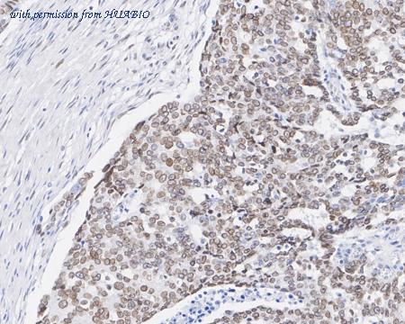 HUABIO HA750759 image 3