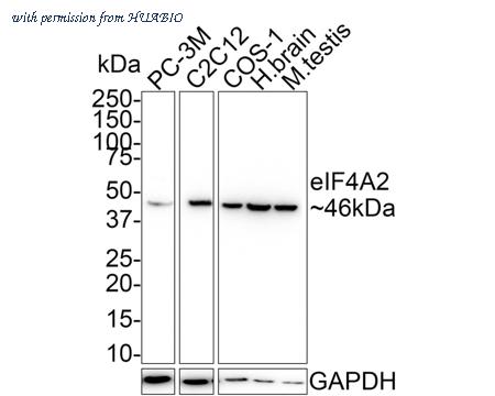 HUABIO HA750762 image 1