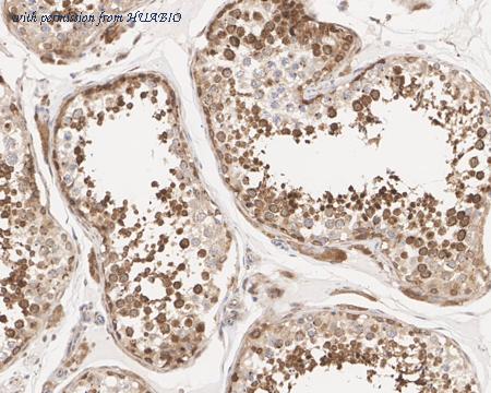 HUABIO HA750762 image 3