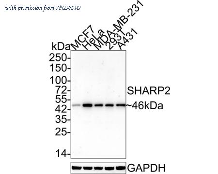 HUABIO HA750765 image 1