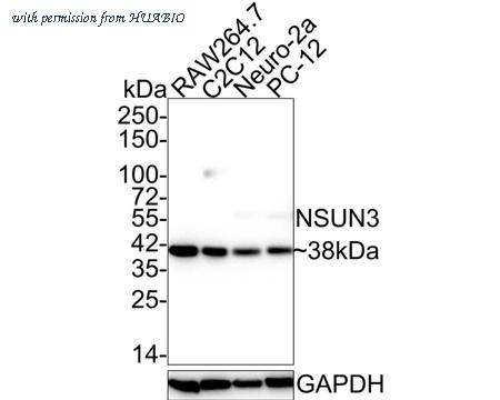HUABIO HA750771 image 2
