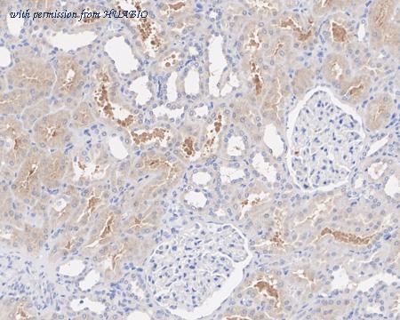 HUABIO HA750771 image 3