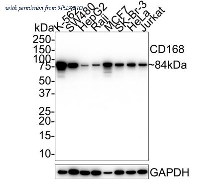 HUABIO HA750786 image 1
