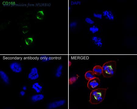 HUABIO HA750786 image 2