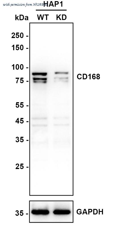 HUABIO HA750786 image 3
