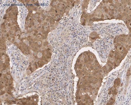 HUABIO HA750805 image 2