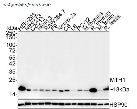 HUABIO HA750805 image 3