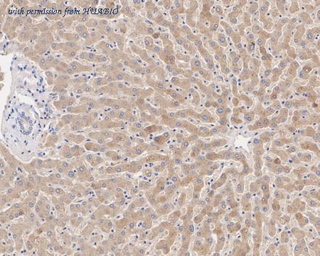 HUABIO HA750847 image 2