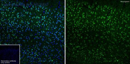 HUABIO HA750851 image 2