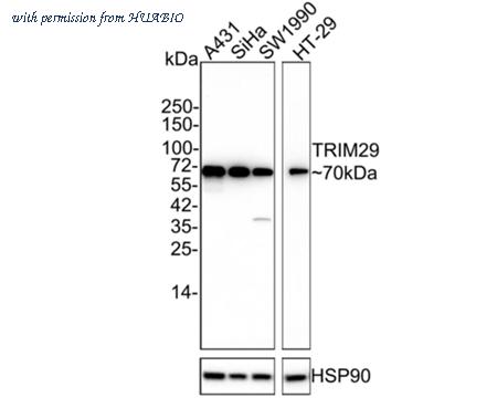HUABIO HA750854 image 1