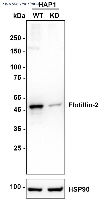 HUABIO HA750875 image 2