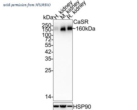 HUABIO HA750881 image 1