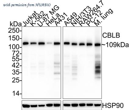 HUABIO HA750883 image 1