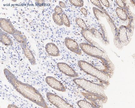 HUABIO HA750883 image 2