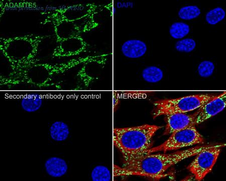 HUABIO HA750886 image 3