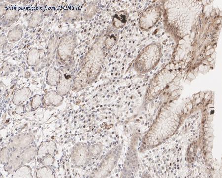 HUABIO HA750891 image 3