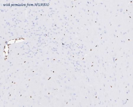 HUABIO HA750914 image 3