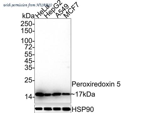 HUABIO HA750915 image 2