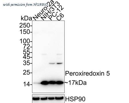 HUABIO HA750915 image 3