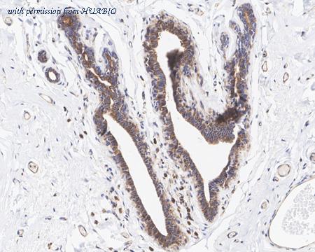 HUABIO HA750938 image 2