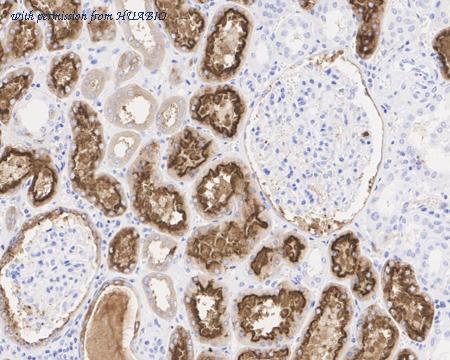 HUABIO HA750959 image 2