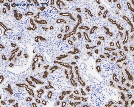 HUABIO HA750959 image 3