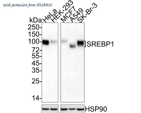 HUABIO HA750968 image 1