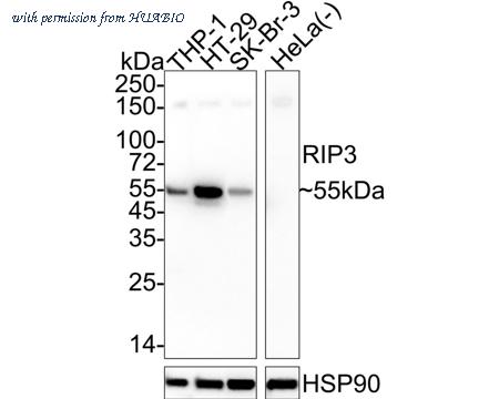 HUABIO HA750973 image 1