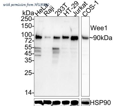 HUABIO HA750984 image 1